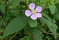 Melastoma malabathricum