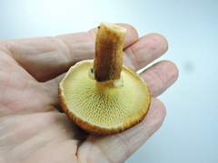 Suillus ampliporus
