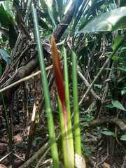 Heliconia bihai