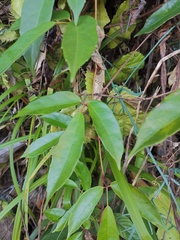 Tetrastigma hemsleyanum