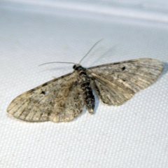 Eupithecia absinthiata