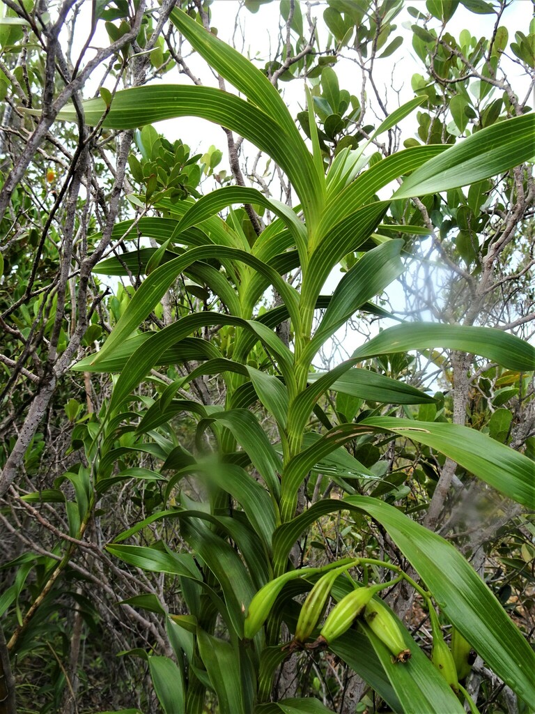 Dendrobium vandifolium Finet 2