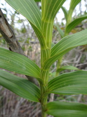 Dendrobium vandifolium