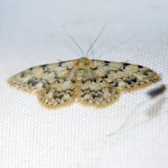 Idaea contiguaria