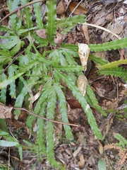 Pteris multifida