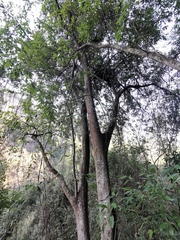 Lithocarpus glaber