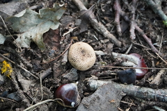 Scleroderma meridionale