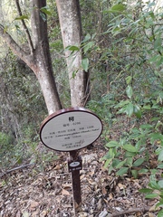 Lithocarpus glaber