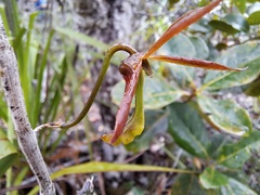 Dendrobium verruciferum