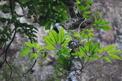 Heptapleurum heptaphyllum