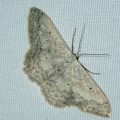 Scopula incanata