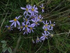 Galatella angustissima