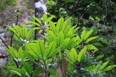 Heptapleurum heptaphyllum