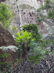 Heptapleurum heptaphyllum