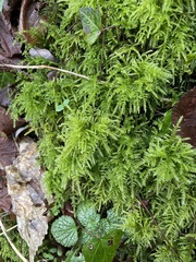Thamnobryum alopecurum