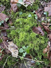Thamnobryum alopecurum