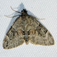 Thera obeliscata