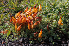 Lotus eremiticus