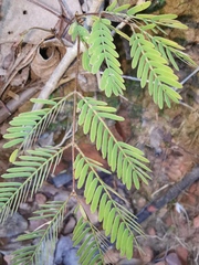 Mimosa bimucronata