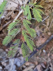 Mimosa bimucronata