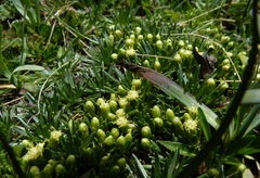 Baccharis caespitosa