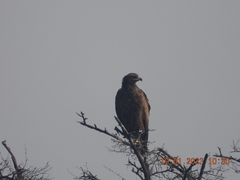 Spilornis cheela
