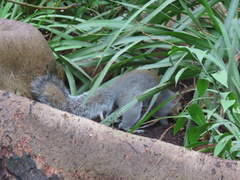 Sciurus carolinensis