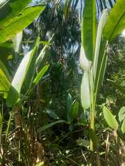 Calathea lutea