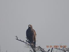 Spilornis cheela