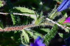 Echium