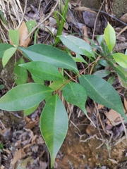 Syzygium hancei