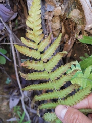 Christella parasitica