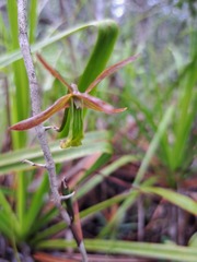 Dendrobium verruciferum