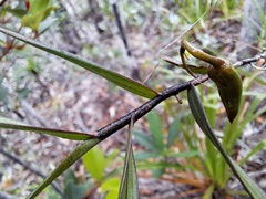 Dendrobium verruciferum