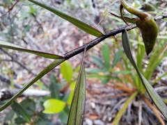 Dendrobium verruciferum
