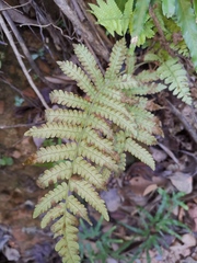 Christella parasitica