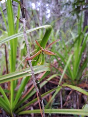 Dendrobium verruciferum