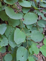 Phanera apertilobata