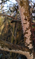 Cylindrobasidium laeve