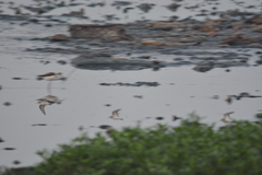 Calidris minuta