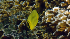 Chaetodon rafflesii