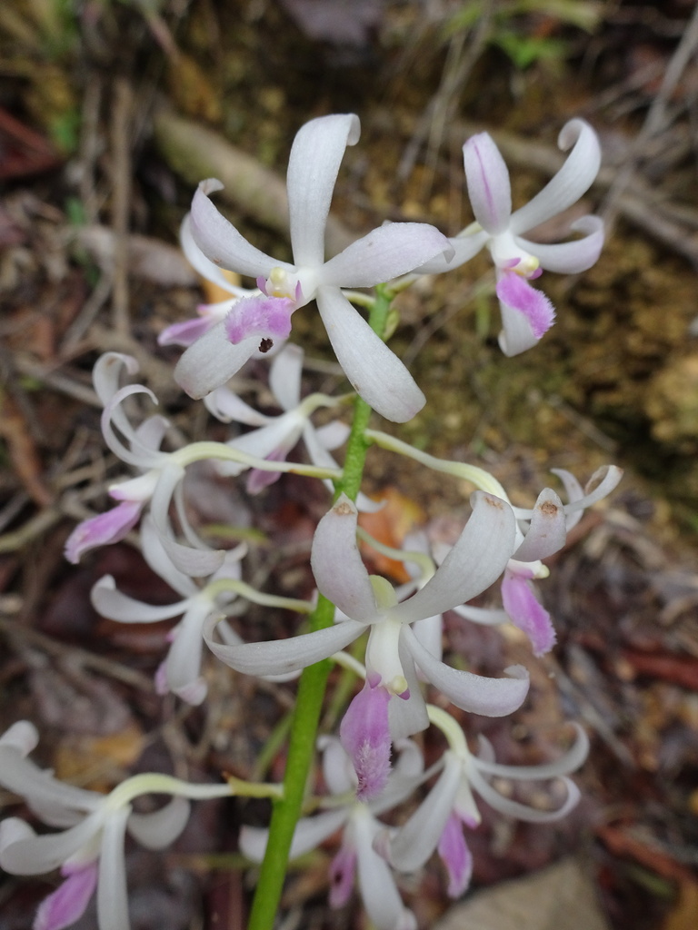 Dipodium squamatum R.Br. 3