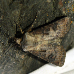 Agrotis clavis