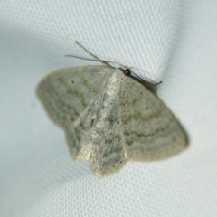 Scopula incanata