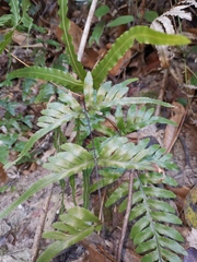 Pteris dispar
