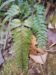 Pteris dispar