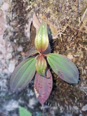 Melastoma sanguineum