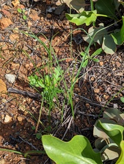 Dipterostemon capitatus capitatus
