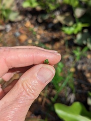Dipterostemon capitatus capitatus