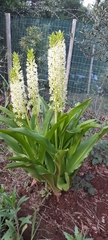 Eucomis